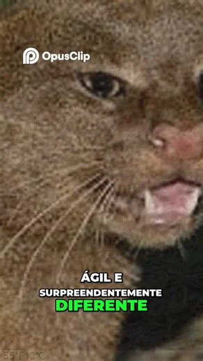 Jaguarundi: The Mysterious Predator of South America