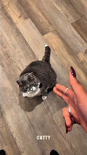 Pov you have smart cat
