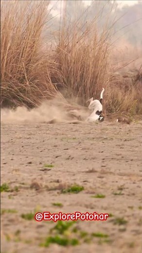 Hunting Dogs Greyhound vs Wild Hare 2025 / Super Speed Sighthound 2025