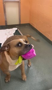 Oh sweetie 🥺🙏 Those tail wags! Meet 4-year-old Nova, our precious Baby Doge Rescue of the Month. She is such a good girl! ❤️She’s so friendly and always greets us with an adorable wiggle butt and a toy in her mouth! ☺️ Sadly, she was too much responsibility for her former owner, so now Nova needs a new family to love 🙏 This sweet girl is good with older kids, but she is dog selective, and we recommend a dog meet if there are other fur babes in the house. Nova is such a great dog! She will sit