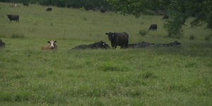 GRAPHIC: Rare 2-headed calf born on farm