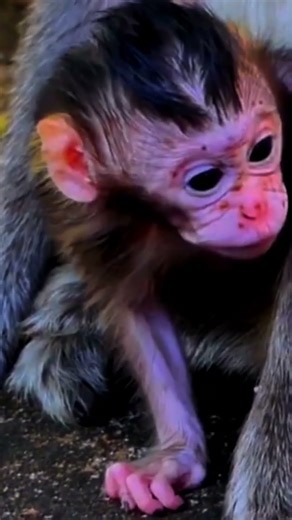 Adorable Newborn Baby Monkey’s First Moments – So Sweet and Heartwarming