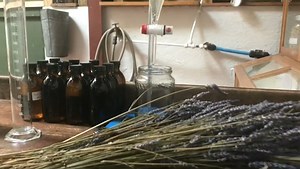 Distilling Lavender