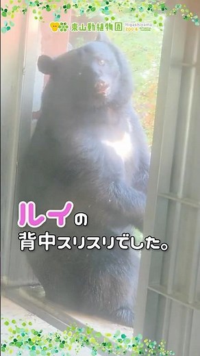 【東山動植物園公式】背中スリスリ《 ニッポンツキノワグマ ツキノワグマ クマ 》 #short