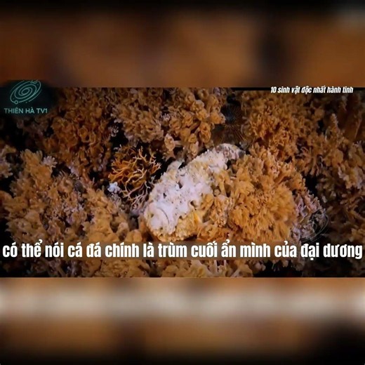 Thế giới có 10 sinh vật độc nhất hành tinh, Top 3