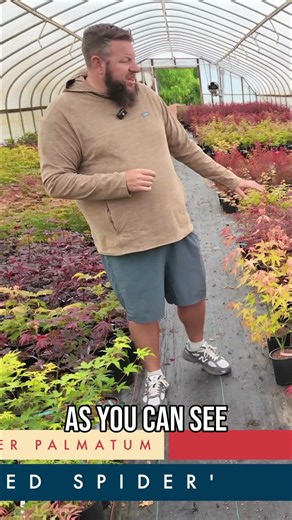 Stunning Fall Colors Amazing Gossamer & Hot Blonde Japanese Maples