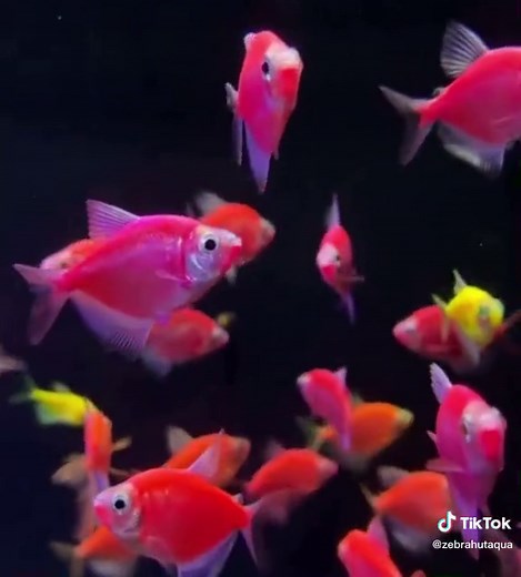 Discover the Glowing Beauty of Tetra Fish
