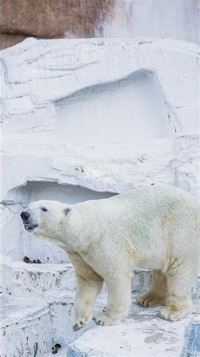 Polar Bears Can RUN 25 MPH! 🐻‍❄️