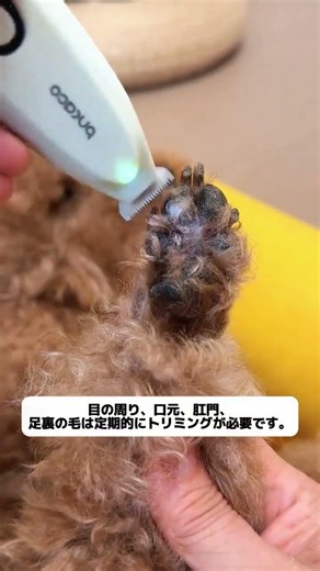 暑くて犬の毛が厚すぎて熱がこもり、マダニ・ノミが潜り込む！自分で家で刈れば、お金も節約できて涼しくなる！ #犬用バリカン #セルフグルーミング #夏対策 #マダニ対策 #便利グッ