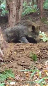 100+ KG Wild Boar Caught in Snare Trap – Massive Catch!#shot
