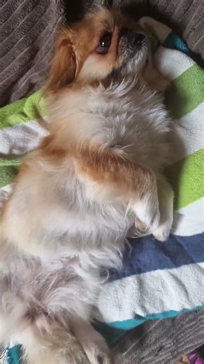 I just wanna close my eyes a little bit 😩 😫 #cute #dog #animals #cutedog