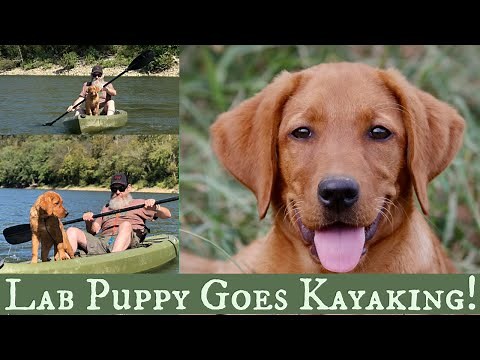 Fox Red Labrador Retriever Puppy - Kayaking Lesson!