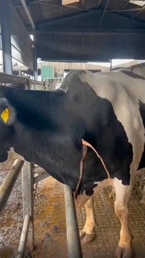 cooking gas in the belly of cows🐄😮 #facts #shorts