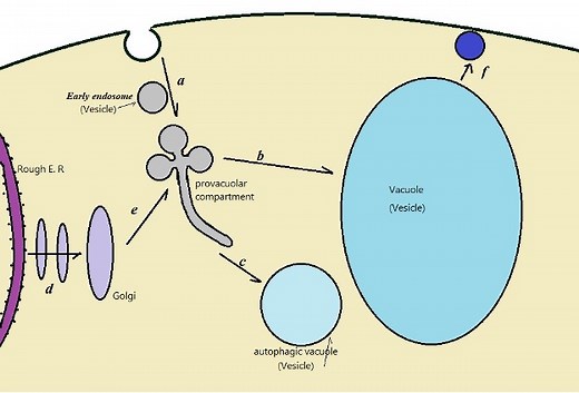 Do Plant Cells have Vesicles?