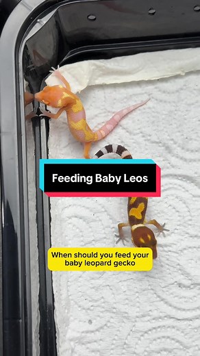 Feeding Time for Baby Leopard Geckos - Cute Moments