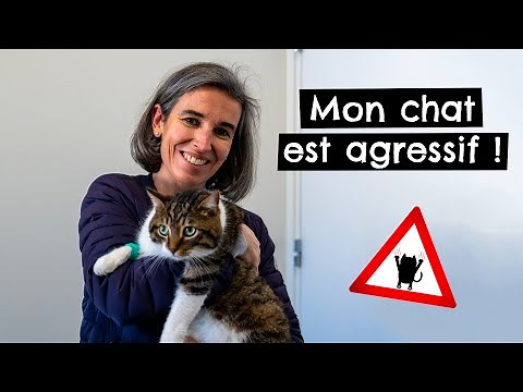 Mon chat est agressif ! 🐱