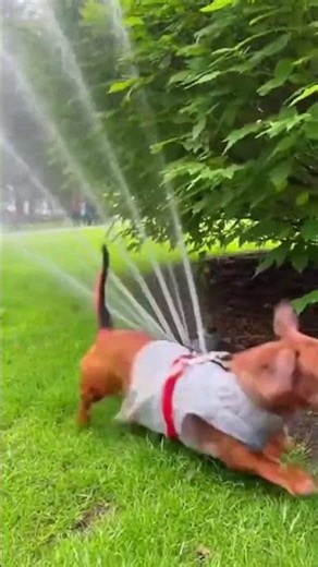 THE MOST EMBARRASSING DOG FAILS YOU'VE NEVER SEEN...