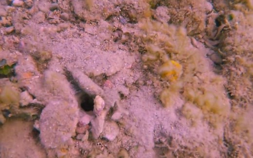 如何捕捉博比特蠕虫 Catching a BOBBIT WORM