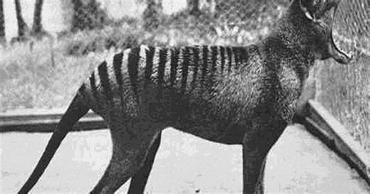 Novootkriveni predak tilacina imao je strašnu vilicu koja mrvi kosti