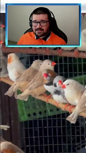 INCREIBLE AVIARIO DE DIAMANTES MANDARIN
