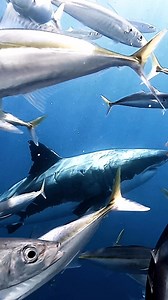 An incredible display of power and precision beneath the waves – witness white sharks in action. 🎥 by Discoversharks | Discoversharks