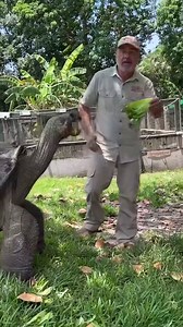 Giant tortoise stomps on keeper's foot for lettuce