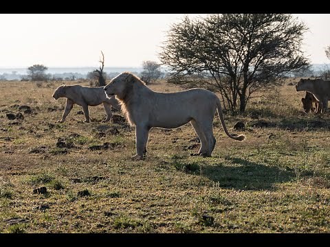 WHITE LION HUNT in Kruger National Park