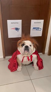 Las predicciones perras de Peligro Vidente SuperBowl XL #SuperBowl #football #bulldog #peligrovidente | Mina's Bulldogs
