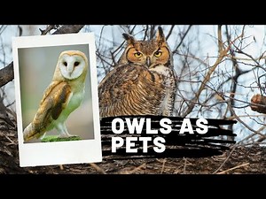 Owls as pets || 10 Reasons Why Owls Make Bad Pets || Keeping Owls as Pets