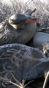 Small Water Day Holes for Ducks