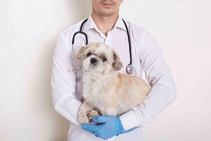Doctor of Veterinary Medicine | Southwestern University PHINMA