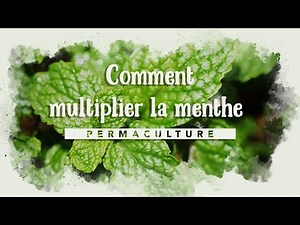 Comment multiplier la menthe?
