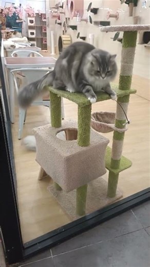 The cat performing high energy aerobics #shortvideo