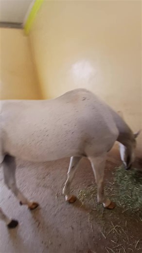 فيديوهات أنشأها SNIPER&ስናይፐር (@.the.name.of.sniper) باستخدام original sound - ሄራታጆ ደነብ ስልልሽ