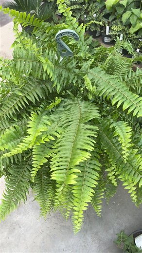 3.1K views · 46 reactions | Large ferns are here $39.99 Care: 1T. of epson salt add to 1 gallon of water Feed this to your fern once a month | 101 Market | Facebook