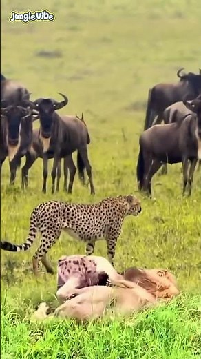 Cheetah Walks Past Sleeping Lions as Wildebeest Watch Closely