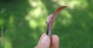 (Shorea, White meranti)Hand holding Shorea or White meranti with morning sun, wild tree seeds,concept environment,