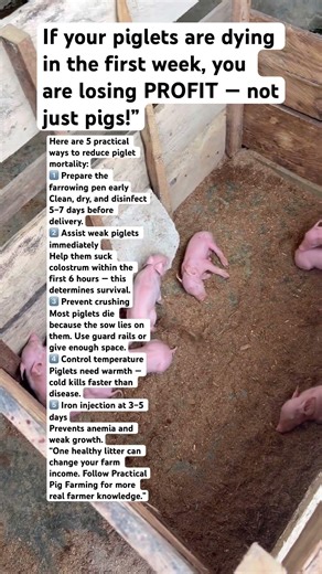 Stop Losing Piglets! 5 Practical Ways to Reduce Piglet Mortality (Small Farmers Must Watch)