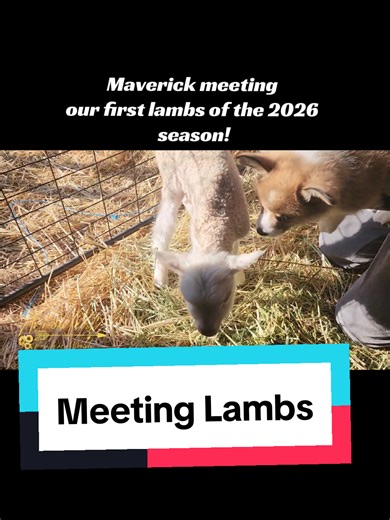 Meeting some freshing lambed babies! #foryourpage #arrowleafcorgis #finnsheep ##shepherdess #corgi