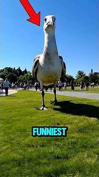 Top 5 Funniest Bird Sounds Caught on Camera 😂 (You Won’t Believe #3!) #funnyvideo #birds #sound