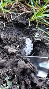 I found very old coin with a metal detector. #metaldetecting #treasure | GO finder