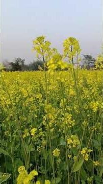 Village kheti Capature 😱