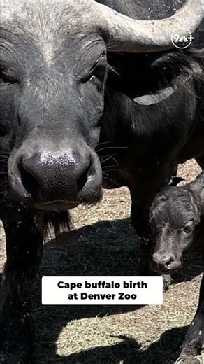 Denver Zoo welcomes baby Cape buffalo