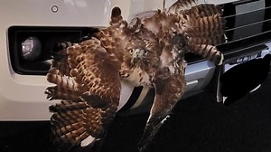 Injured hawk discovered in car grille recovers at Cascades Raptor Center