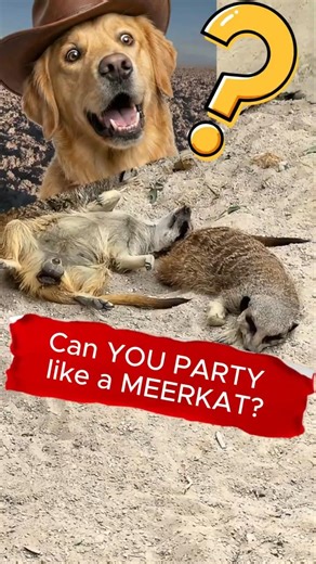 These meerkats are BUILT DIFFERENT 😭 #meerkats #animals #shorts