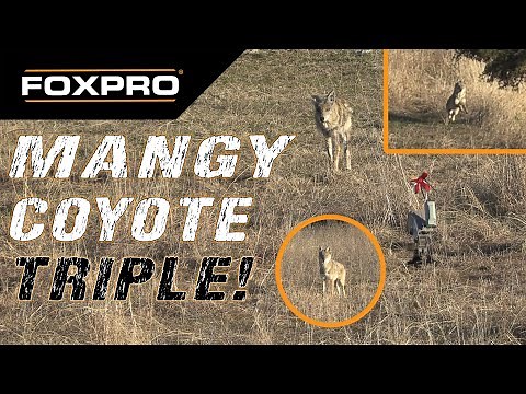 5 Coyotes Down! Calling Coyotes With The FOXPRO X24 and X-Decoy