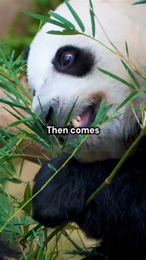 There's a dumb reason why pandas are going extinct...