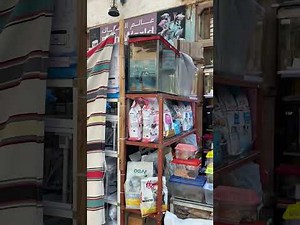Doha’s Famous Bird Market | Souq Waqif Qatar Complete Walkthrough