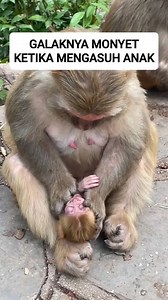 Cara indukan monyet mengasuh anaknya sendiri #monyet #primata #gorilla #ikanpredator #ikanmonster #mancing #memancing #hewanair #monkey | RaptorFish