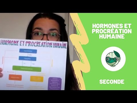 Hormones and Human Procreation - 2nd - Madame SVT
